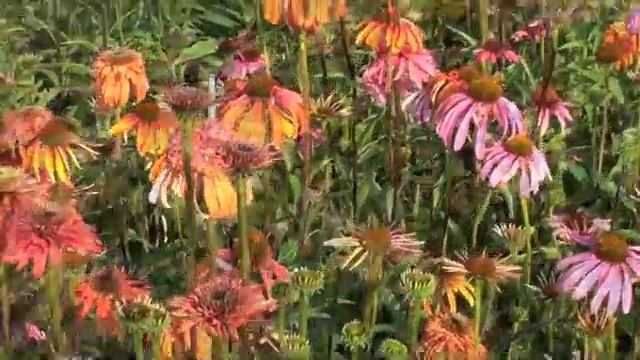 Coneflowerstorm смотреть онлайн