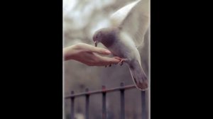 "Летел голубь, летел сизый"       Русская народная песня