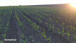 ❌Опрыскивание кукурузы🌽 гербицидом миладар Дуо.❌МТЗ 892.2 с  опрыскивателем Богуслав✌️