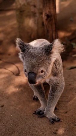 Cute Koala #shorts #koala