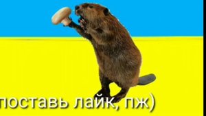Шина шиншыла банан пеликан трамвай Папугай ежик сапожик бобёр шапеньён беренюх желтобрюх