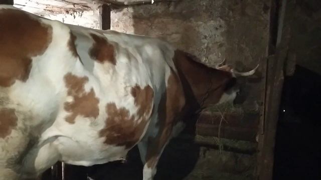 Про корову Дашу. Она два года убивала меня каждую дойку смотреть онлайн