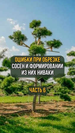 Ошибки при обрезке сосен и формировании из них ниваки. Часть 6
