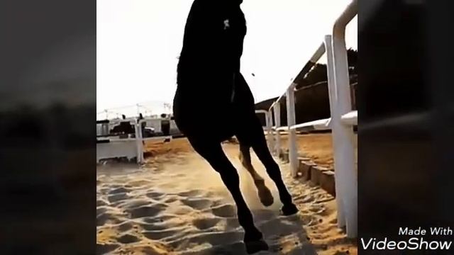 лошади ПОД МУЗЫКУ смотреть онлайн