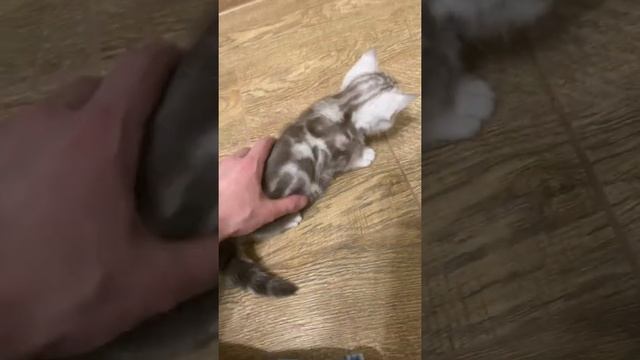 Милые шотландские котята смотреть онлайн