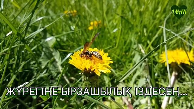 ЖҮРЕГІҢЕ ЫРЗАШЫЛЫҚ ІЗДЕСЕҢ | Арман Қуанышбаев | #уағыз