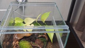 Палюдариум  для крабов "красный дьявол" спустя 3 месяца. #террариум