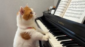 Когда у тебя есть КОШКА с мозгами, которые намного превосходят наши! 😲