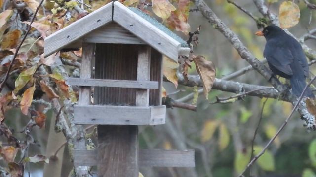 Черный дрозд. Common blackbird. Ноябрь 2023. смотреть онлайн