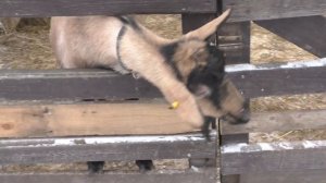 Александрова дача в г.Павловск.Первый снег,лама и Дед Мороз.