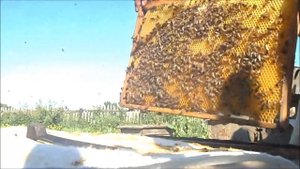 Вырезаем маточники, садим рой, обстановка на пасеке. Обзор 20.06.2019