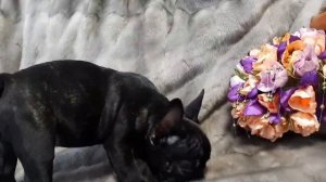 ПЕНЕЛОПА  МАЛЕНЬКАЯ ЛЕДИ  ФРАНЦУЗСКИЙБУЛЬДОГ