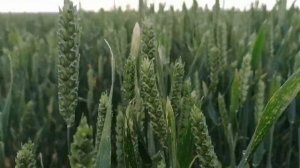 Посевы озимой пшеницы сорт «Караван». «Приоритет Агро», сельскохозяйственное предприятие.