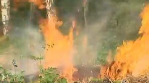 Правила пожарной безопасности в лесу