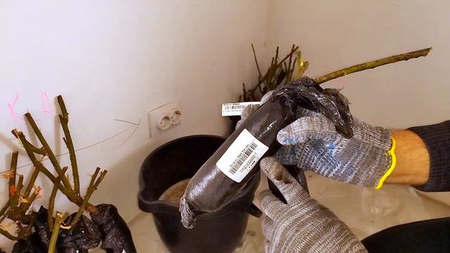 Подготовка НОВЫХ РОЗ к посадке: Обрезка и Замачивание для лучшего роста! Правильное хранение! БЕККЕ