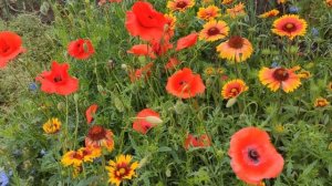 группа Любэ, Николай Расторгуев. Хороша, родная...