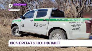 Группа специалистов несколько дней не покидает село Линевичи для отлова конфликтного тигра