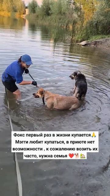 #приют #семья #добро #собака #возьминепокупай #вода #новосибирск #друг #топ #лучшедома #творидобро смотреть онлайн