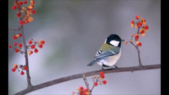 De preek Jakob 's worsteling met en verworven zegening van God van gastspreker br Christian Tan van смотреть онлайн