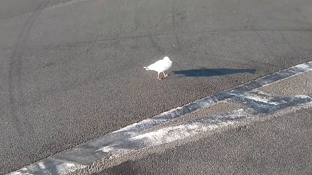 Чайка бе бате смотреть онлайн