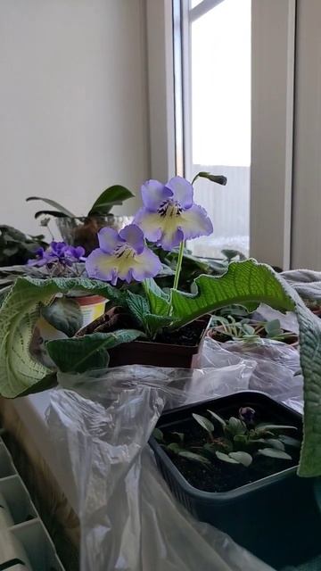 11 февраля 2023 г. смотреть онлайн