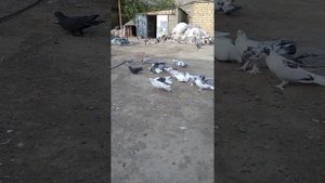 Бакинские широкохвостые голуби. 05.05.2022