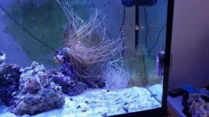 Kessil A160WE Controllable LED Aquarium Light