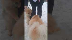 Афина и новые друзья 😄