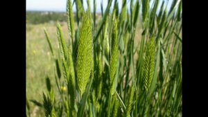 Житняк гребінчастий 
(Agropyron cristatum)