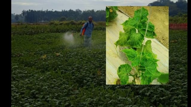 Bio M Power| Leaf curl virus| Thrips|Whitefly| Best Bio Spray | Part -2 смотреть онлайн