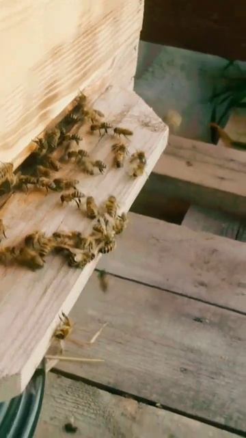 ШМЕЛЬ ПОПЫТАЛСЯ ЗАЛЕТЕТЬ В УЛЕЙ. ЧАСТЬ 2 смотреть онлайн