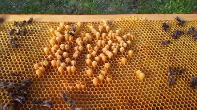 Свищевые маточники!Эксперимент продолжается?#пчёлы #пчеловодство #пасека