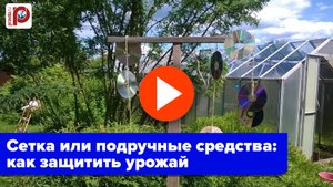 Воробьи в шоке! 2 секрета защиты ягод от птиц без сетки — урожай будет спасен