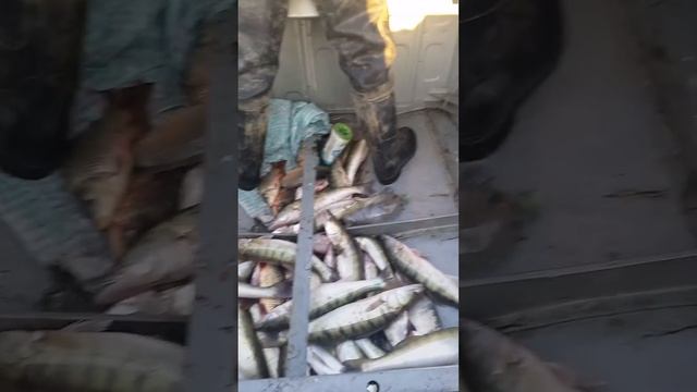 Арал теңізі 2016жыл смотреть онлайн