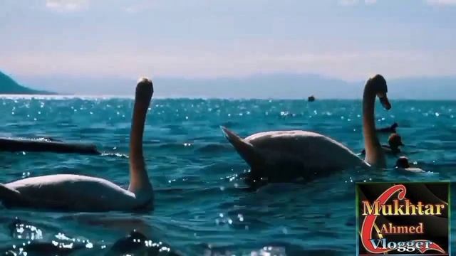 Love Ringtone | Hindi Song Ringtone Ringtone 2021 | Hindi Ringtone Ringtone Song | #Sadringtone