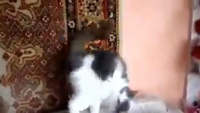 Кот пытается уйти Cat trying to escape смотреть онлайн