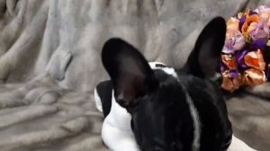 ОРИОН  щенок французского бульдога