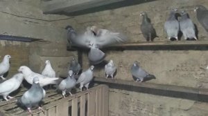 Почтовые голуби.22,12,2018 г.