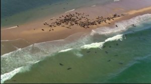 большая белая акула