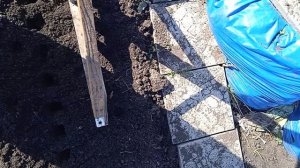 Эксперимент по посадке чеснока под зиму в Сибири