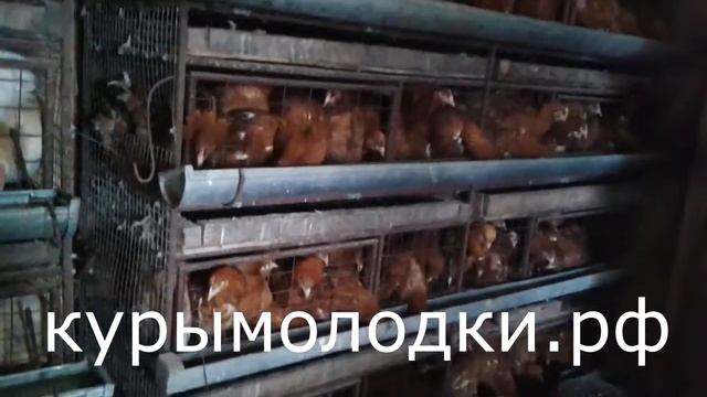 курымолодки.рф