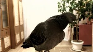 Антоша - домашний голубь