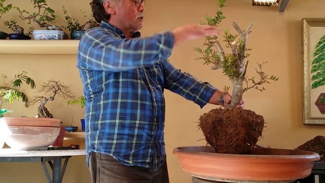 Como plantar lentiscos yamadori para no fracasar смотреть онлайн