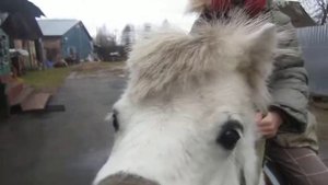 Попытки проехать рысью на пони