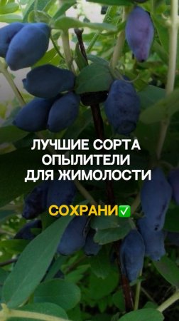 Секреты УСПЕШНОГО урожая жимолости!