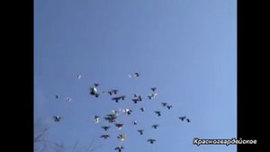 Голуби торцовые с. Красногвардейское ч-6