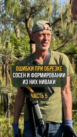 Ошибки при обрезке сосен и формировании из них ниваки. Часть 5