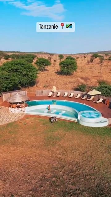 Quand un zèbre te rejoins à la piscine 😅🤷🏽♂️ | Tanzanie 🇹🇿 смотреть онлайн