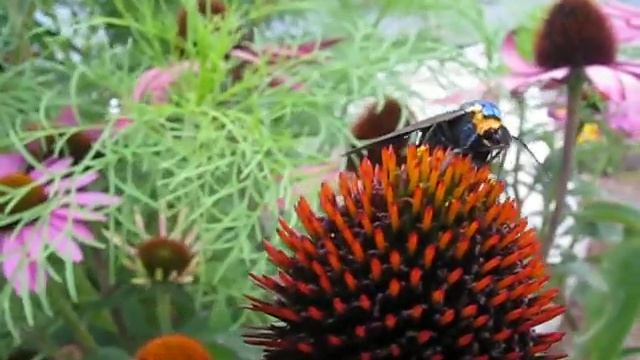 Virginia Ctenucha Moth, Ctenucha virginica смотреть онлайн