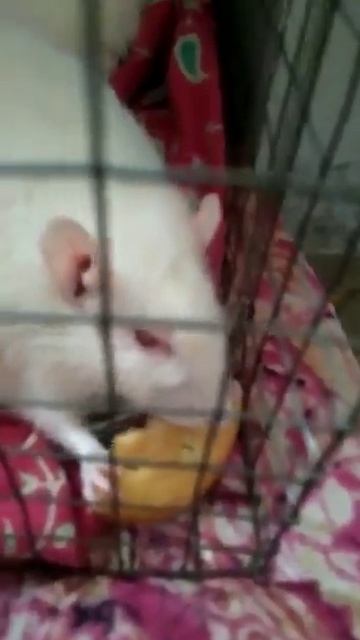 Cute white rat 🐀 eating biscuit 🧇 смотреть онлайн